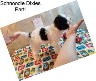 Schnoodle Dixies Parti