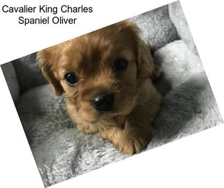 Cavalier King Charles Spaniel Oliver