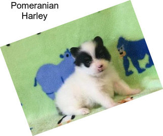 Pomeranian Harley