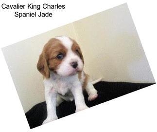 Cavalier King Charles Spaniel Jade