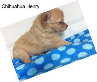 Chihuahua Henry