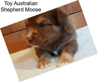 Toy Australian Shepherd Moose