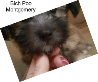 Bich Poo Montgomery