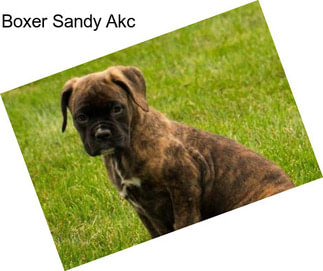 Boxer Sandy Akc