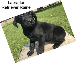 Labrador Retriever Raine