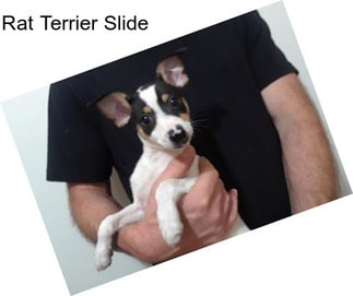 Rat Terrier Slide