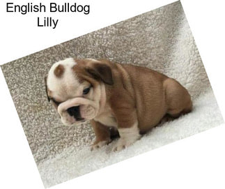 English Bulldog Lilly