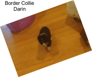 Border Collie Darin