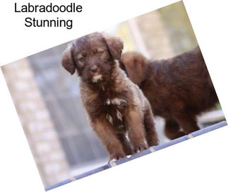 Labradoodle Stunning