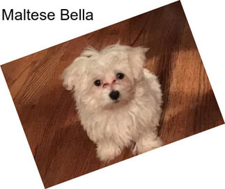 Maltese Bella