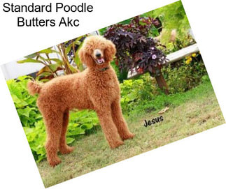 Standard Poodle Butters Akc