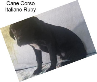Cane Corso Italiano Ruby