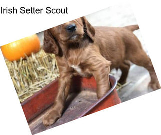 Irish Setter Scout