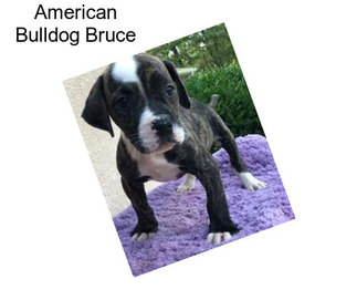 American Bulldog Bruce