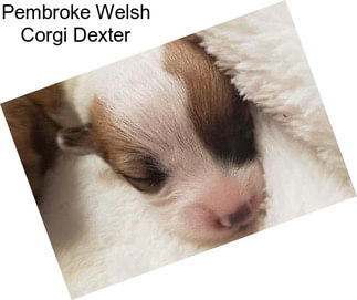 Pembroke Welsh Corgi Dexter