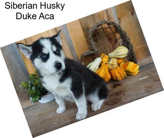 Siberian Husky Duke Aca