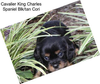 Cavalier King Charles Spaniel Blk/tan Cori