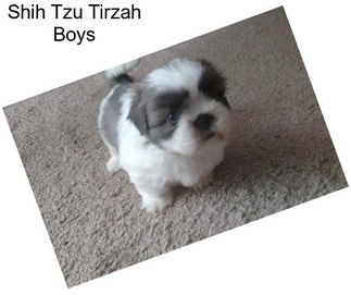 Shih Tzu Tirzah Boys