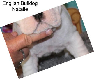 English Bulldog Natalie
