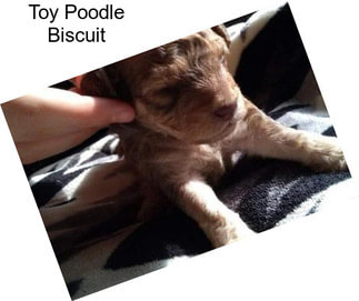 Toy Poodle Biscuit