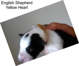 English Shepherd Yellow Heart