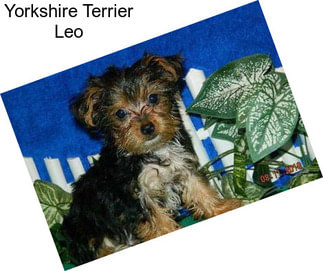 Yorkshire Terrier Leo