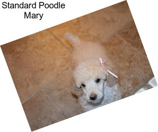 Standard Poodle Mary