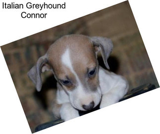 Italian Greyhound Connor