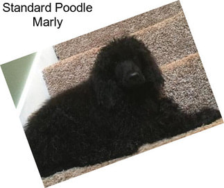 Standard Poodle Marly