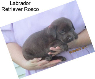 Labrador Retriever Rosco