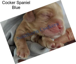 Cocker Spaniel Blue