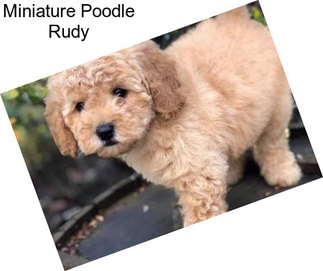Miniature Poodle Rudy