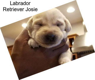 Labrador Retriever Josie