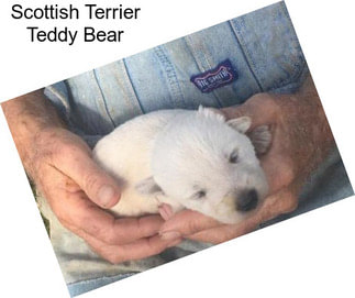 Scottish Terrier Teddy Bear