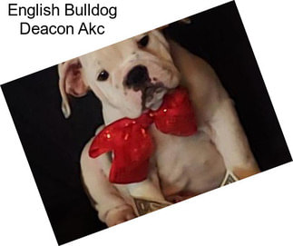 English Bulldog Deacon Akc
