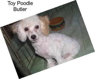 Toy Poodle Butler