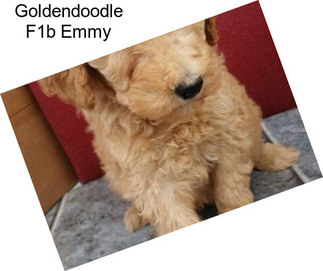 Goldendoodle F1b Emmy