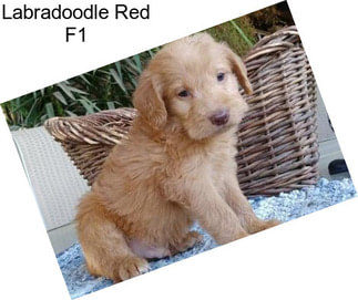 Labradoodle Red F1