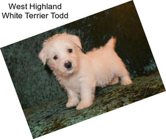 West Highland White Terrier Todd