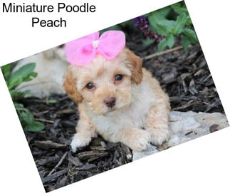 Miniature Poodle Peach