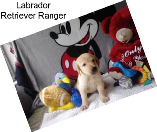 Labrador Retriever Ranger