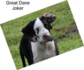 Great Dane Joker