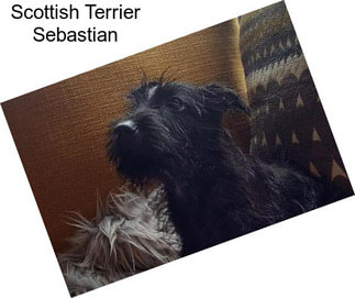 Scottish Terrier Sebastian