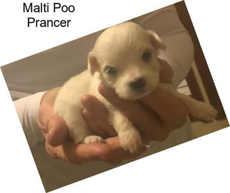 Malti Poo Prancer