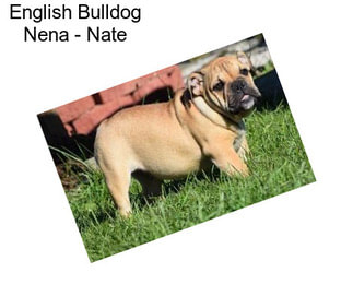 English Bulldog Nena - Nate