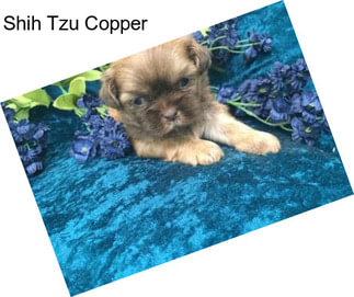 Shih Tzu Copper