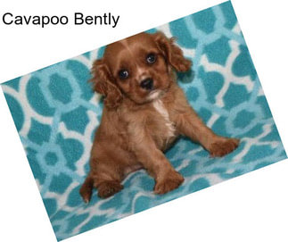 Cavapoo Bently