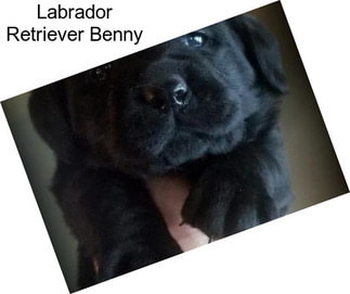 Labrador Retriever Benny