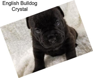 English Bulldog Crystal