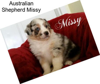 Australian Shepherd Missy